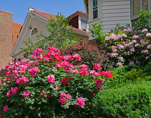 Fototapeta na wymiar Large pink rose bush in front yard of house