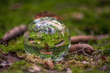 Watching a part of a bavarian forest through a lensball.