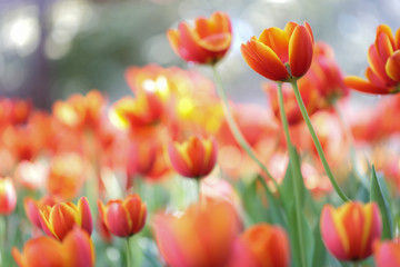 Fresh colorful beautiful tulips field in nature