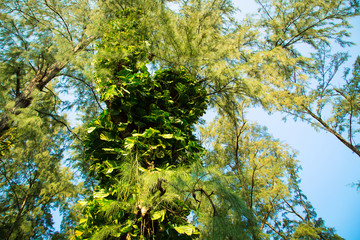 Tropical greenery, creeper tree twined with leaves. Against the background of blue sky. Natural background