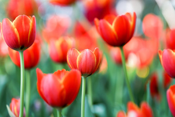 Obraz premium Fresh colorful beautiful tulips field in nature