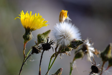 Blühende Distel am Strand