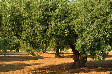 Obraz na płótnie Canvas A large olive tree with green treetop stands on an olive field on bare ground in summer in Sicily