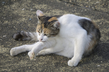 手を舐める三毛猫 