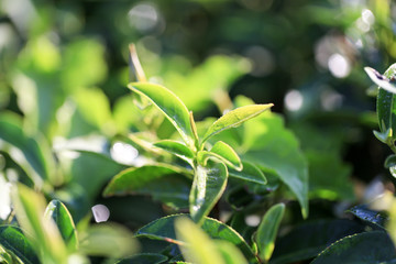 Green leaf leaf, top leaf is good for picking in the morning to make best quality for drying  in tea production