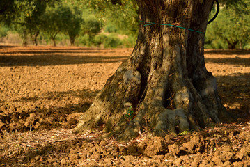 Closeup of the trunk of an old olive tree on naked red earth on an olive field in summer on Sicily
