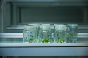 Tissue culture in lab