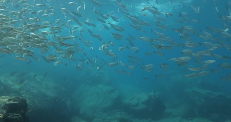 Flatiron Herring baitball from the islands of the sea of Cortez, Mexico.