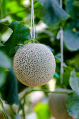 Fresh and well treat  Japanese melon in farm  or green melons cantaloupe melons  in greenhouse. Sweet  famous japanese fruit farming