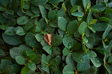many raindrops on green leaves in a rainy season day.