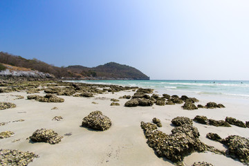 Shells embedded in rocks on the beach, mountains and sky background images