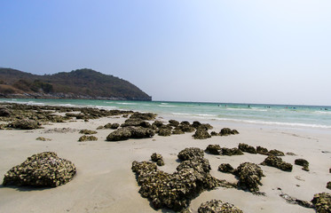 Shells embedded in rocks on the beach, mountains and sky background images