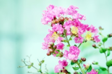 Pink flowers bloom in the garden. Blurred green wall background