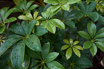 many raindrops on green leaves in a rainy season day.