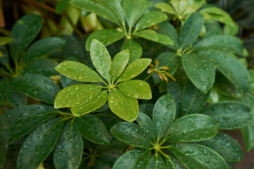 many raindrops on green leaves in a rainy season day.