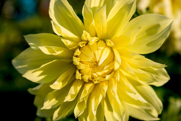 beautiful yellow dahlia flower and water drop in garden.Blooming garden. Summer, September landscape. The future harvest of honey.Floral background or wallpaper. Bright yellow dahlia