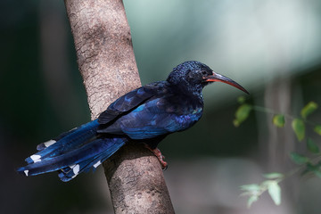 Green wood hoopoe (Phoeniculus purpureus)
