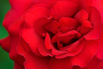 Red rose in detail outdoors in nature.