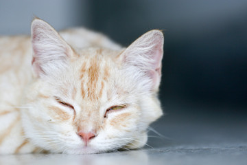 Naklejka na ściany i meble Orange and brown striped lovely and adorable cat taking a nap. Cute kitty lays down on floor
