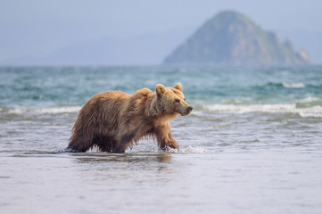 Ruling the landscape, brown bears of Kamchatka (Ursus arctos beringianus)