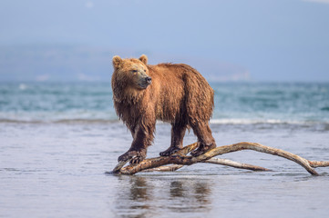 Fototapeta premium Ruling the landscape, brown bears of Kamchatka (Ursus arctos beringianus)