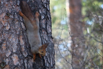 squirrel on tree