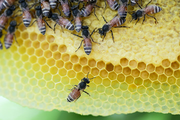 Group of small bees working at bee honeycomb on its nest. Bumble bee produce honey and bee wax on yellow honeycomb on tree