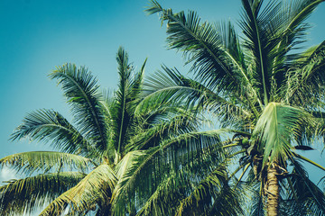 Fototapeta na wymiar Coconut palm tree foliage under sky. Vintage background. Retro toned poster.
