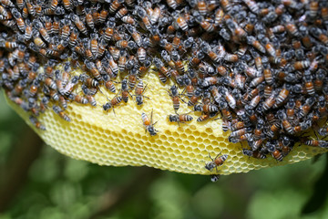 Group of small bees working at bee honeycomb on its nest. Bumble bee produce honey and bee wax on yellow honeycomb on tree