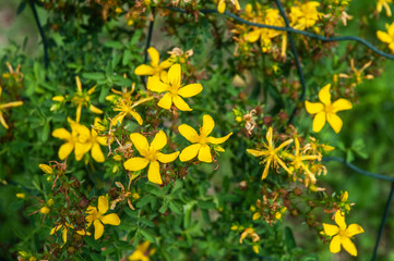 yellow flowers of hypericum perforatum or st. john´s wort