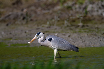 Grey heron from Kopački rit Nature park