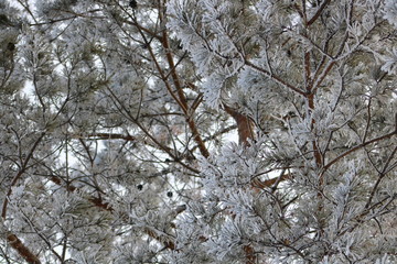 snow-covered background. snow-covered branches