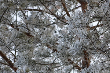 branches of tree in winter