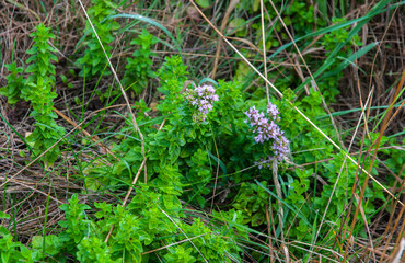 breckland wild or creeping thyme in a meadow