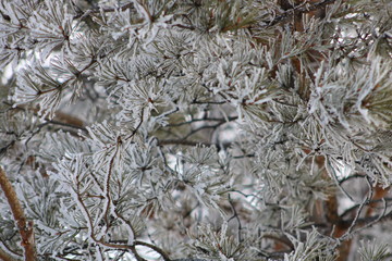 snow-covered background. snow-covered branches