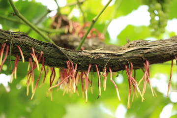 Green grape plant with green leaf, red root, fresh green and red grape for eating or making wine