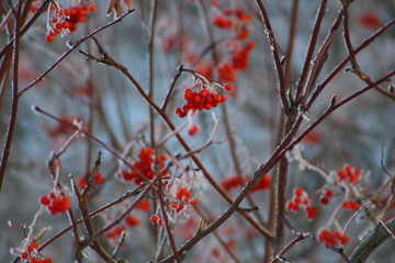 red berries in winter