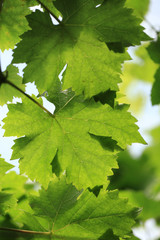 Fototapeta na wymiar Green grape plant with green leaf, red root, fresh green and red grape for eating or making wine