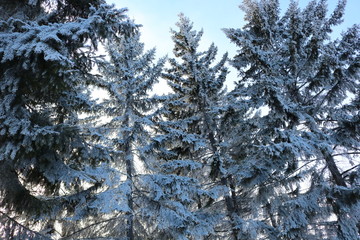 snow covered trees