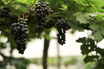 Green grape plant with green leaf, red root, fresh green and red grape for eating or making wine