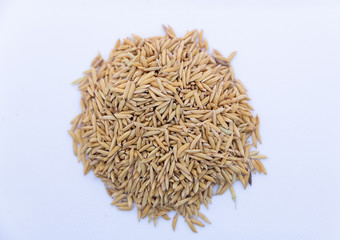 paddy rice on white back ground 