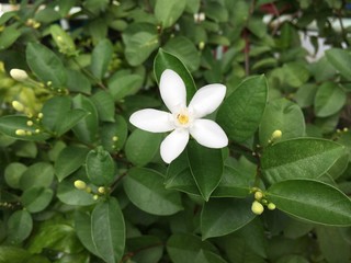 white frangipani flower