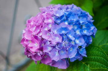 Closeup of beautiful colorful Hydrangea or Hortensia.