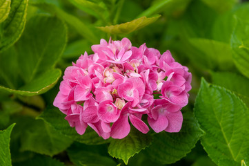 Fototapeta premium Closeup of beautiful colorful Hydrangea or Hortensia.