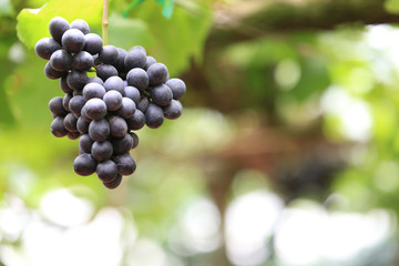 Green grape plant with green leaf, red root, fresh green and red grape for eating or making wine