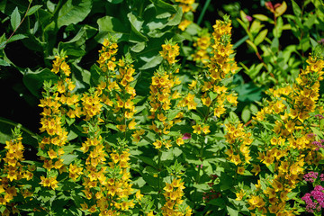 Beautiful bush with yellow flowers closeup summer day. Gorgeous yellow flowers.