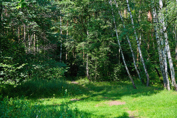Beautiful glade in the forest lit by the sun. Forest glade on a sunny summer day.