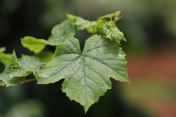 Fresh raw and green  grape's leaf on grape plant in nature