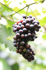 Green grape plant with green leaf, red root, fresh green and red grape for eating or making wine