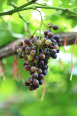 Green grape plant with green leaf, red root, fresh green and red grape for eating or making wine